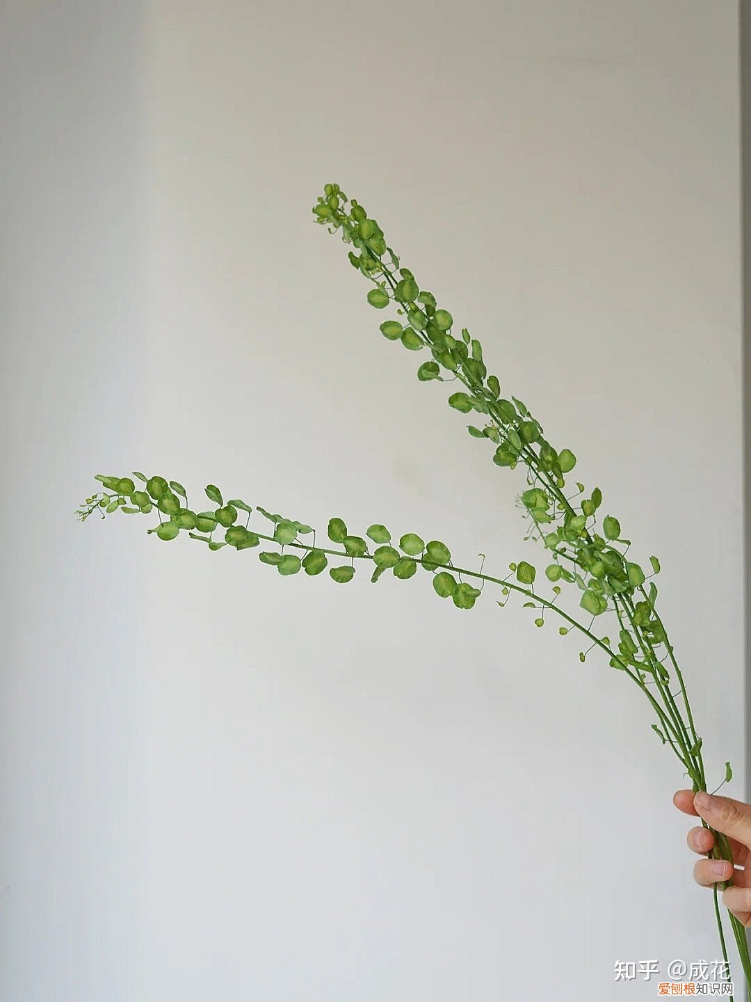 花卉养护管理方法有哪些，花艺师必学的花材养护篇！