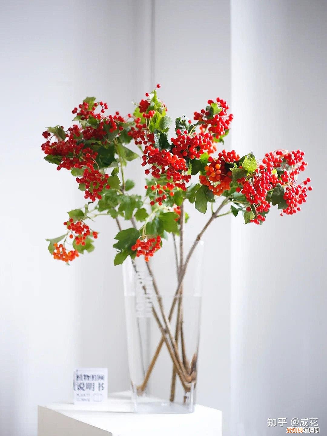 花卉养护管理方法有哪些，花艺师必学的花材养护篇！