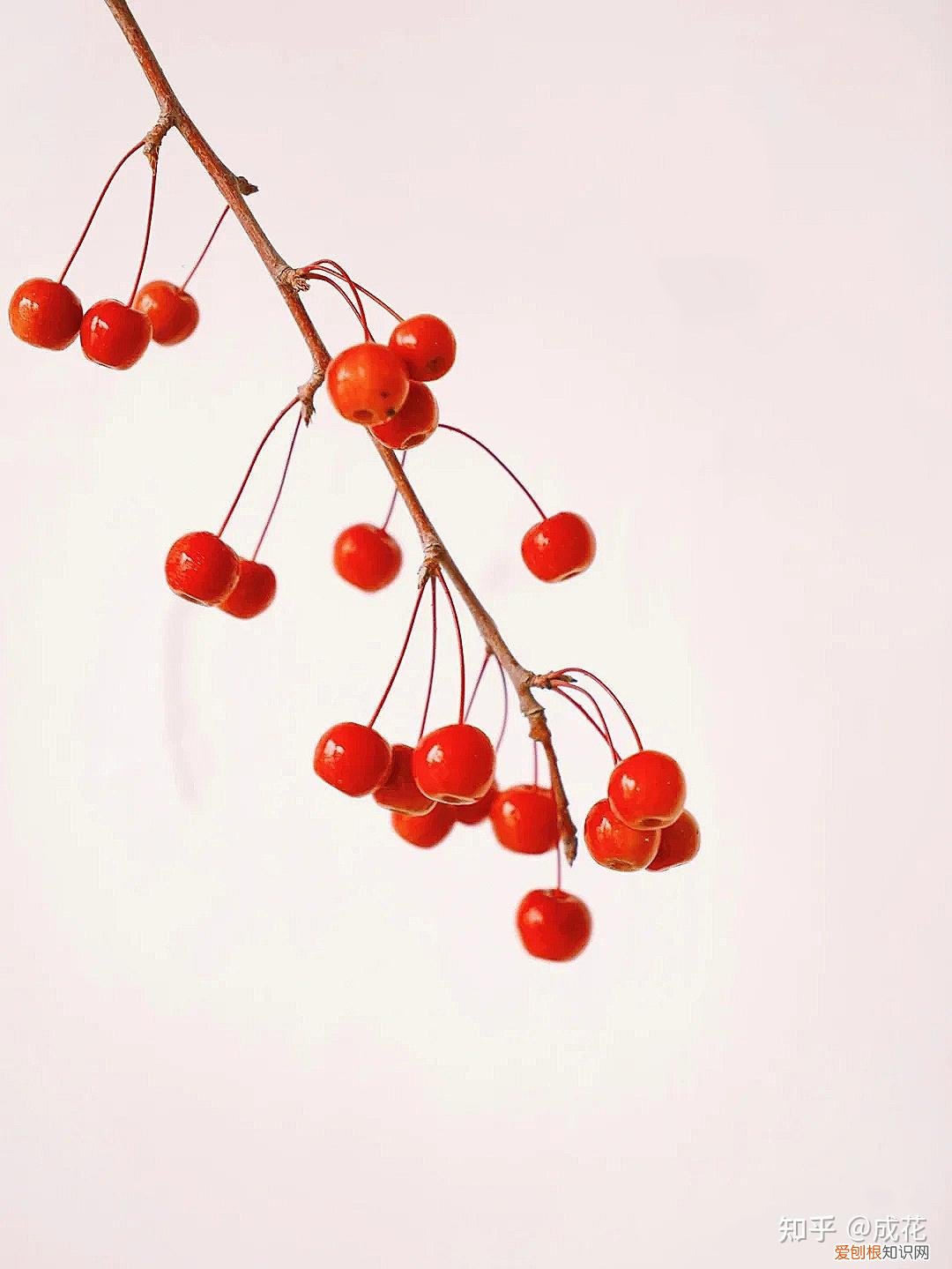 花卉养护管理方法有哪些，花艺师必学的花材养护篇！