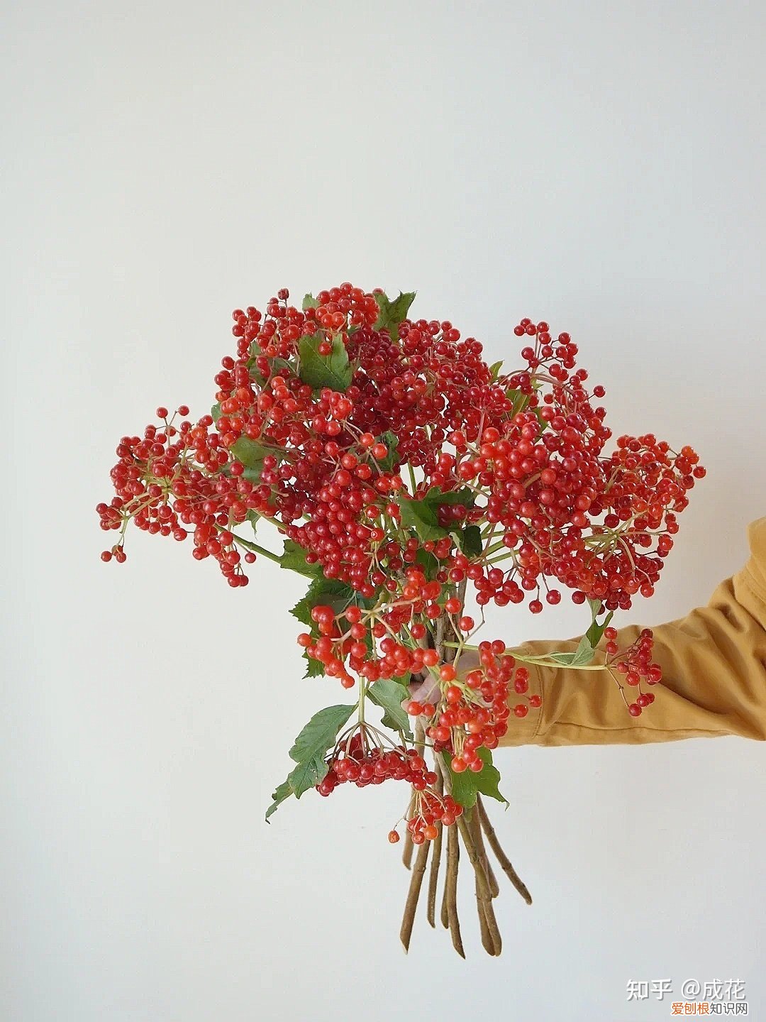 花卉养护管理方法有哪些，花艺师必学的花材养护篇！