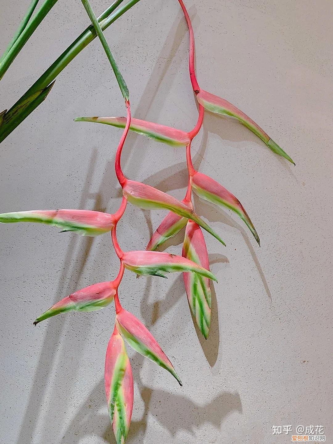 花卉养护管理方法有哪些，花艺师必学的花材养护篇！
