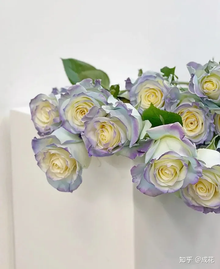花卉养护管理方法有哪些，花艺师必学的花材养护篇！