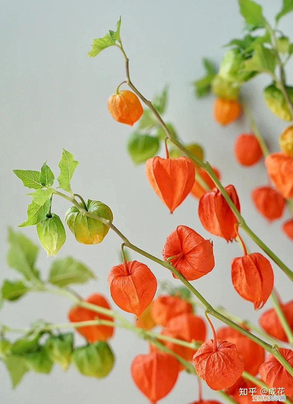 花卉养护管理方法有哪些，花艺师必学的花材养护篇！