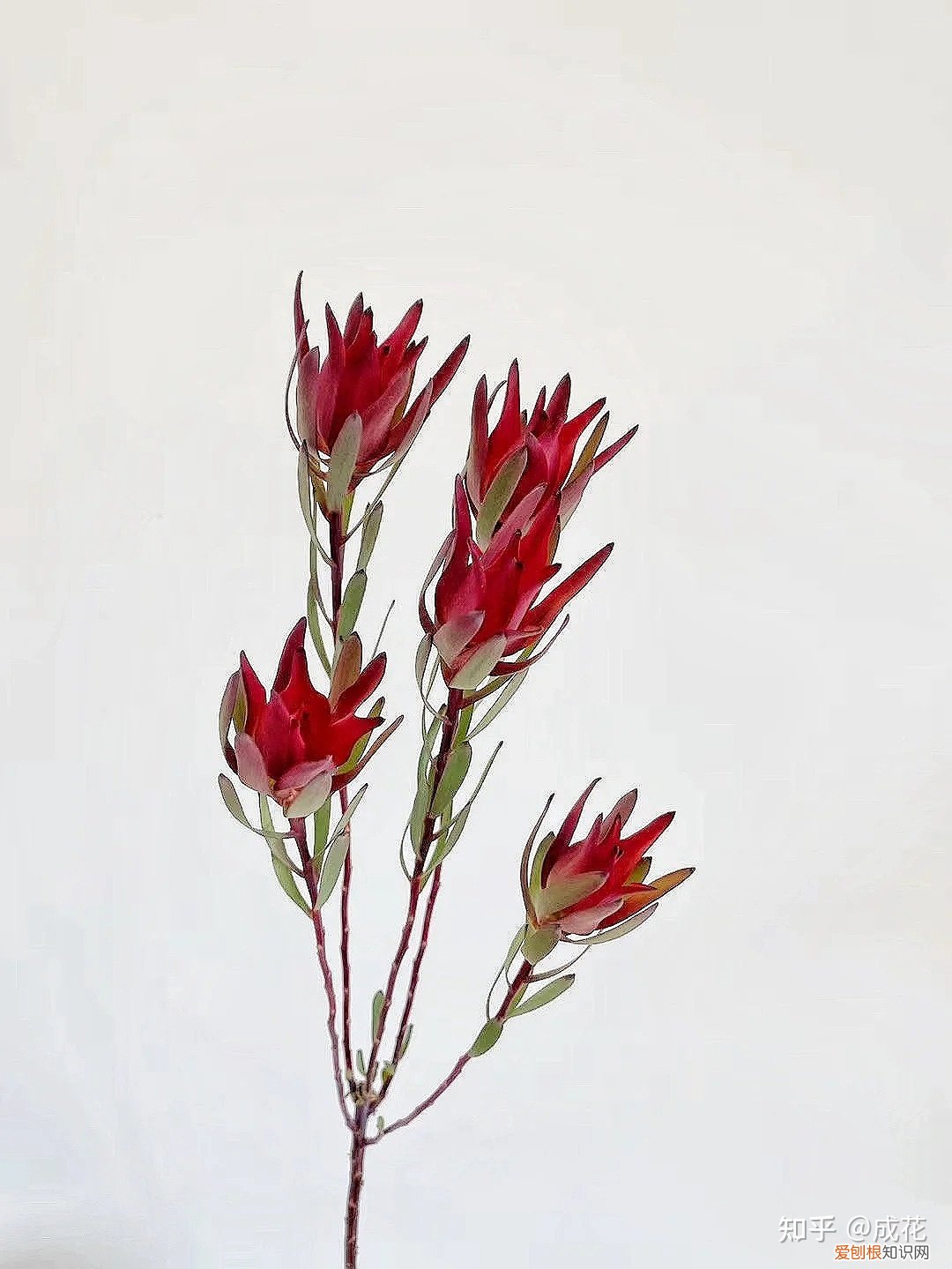 花卉养护管理方法有哪些，花艺师必学的花材养护篇！