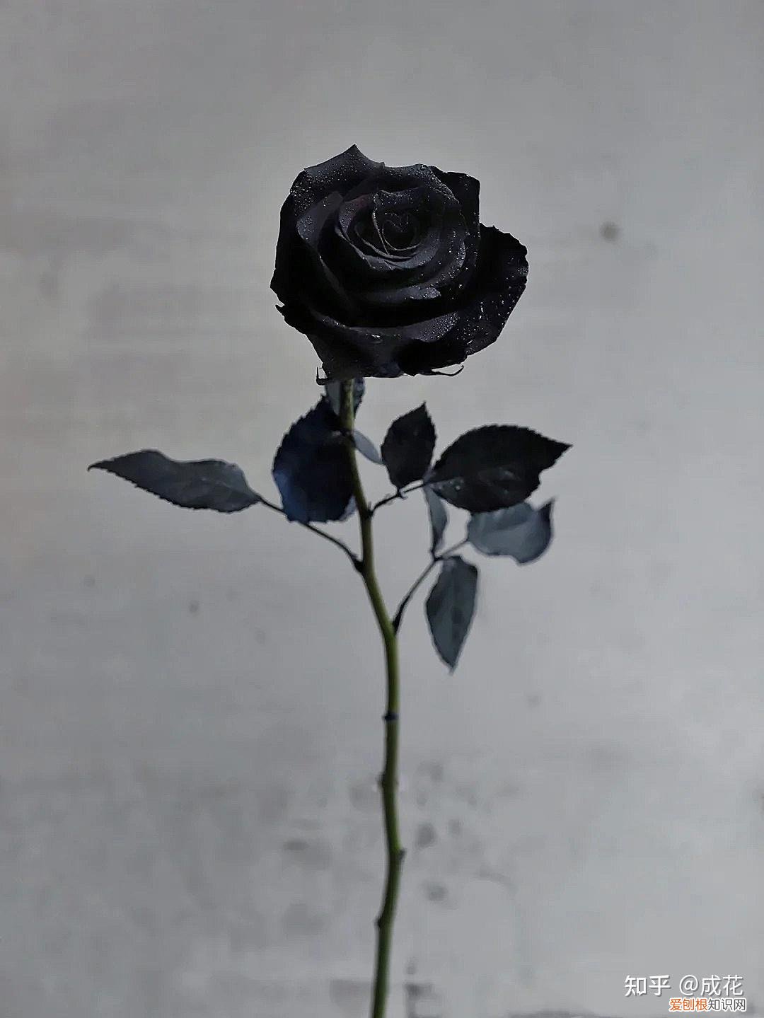 花卉养护管理方法有哪些，花艺师必学的花材养护篇！
