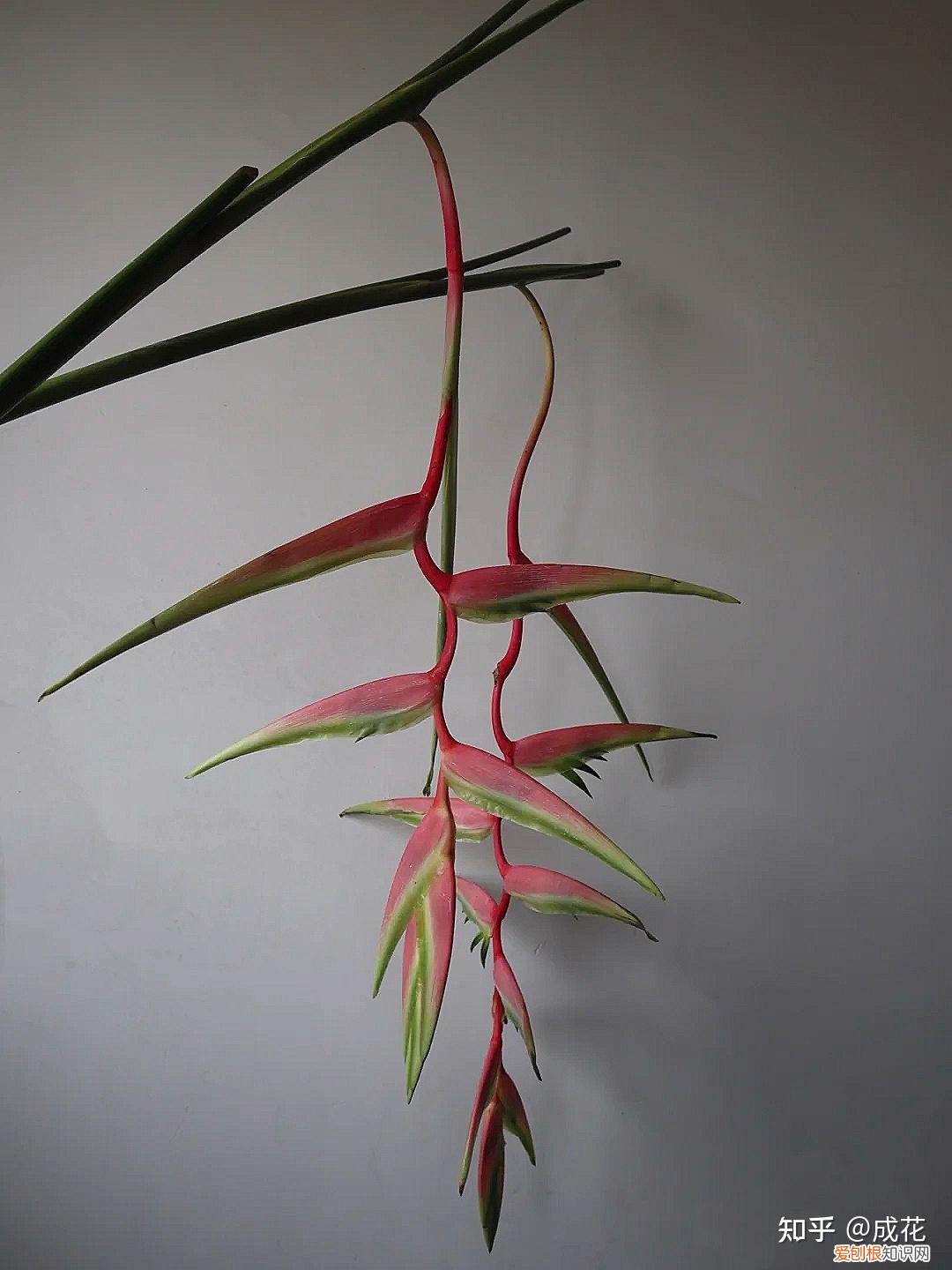 花卉养护管理方法有哪些，花艺师必学的花材养护篇！