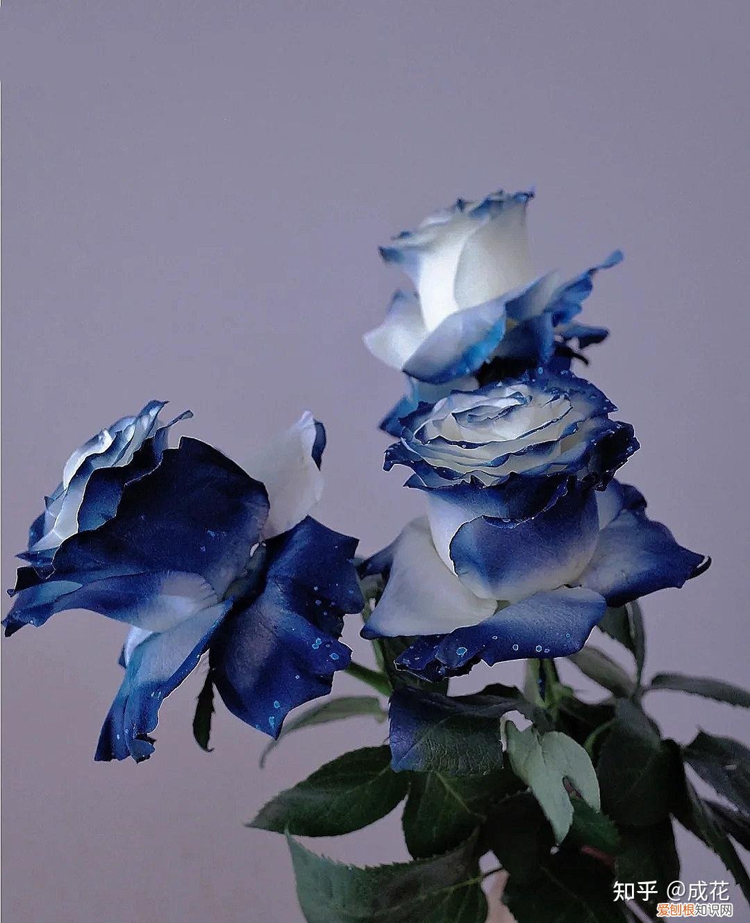 花卉养护管理方法有哪些，花艺师必学的花材养护篇！