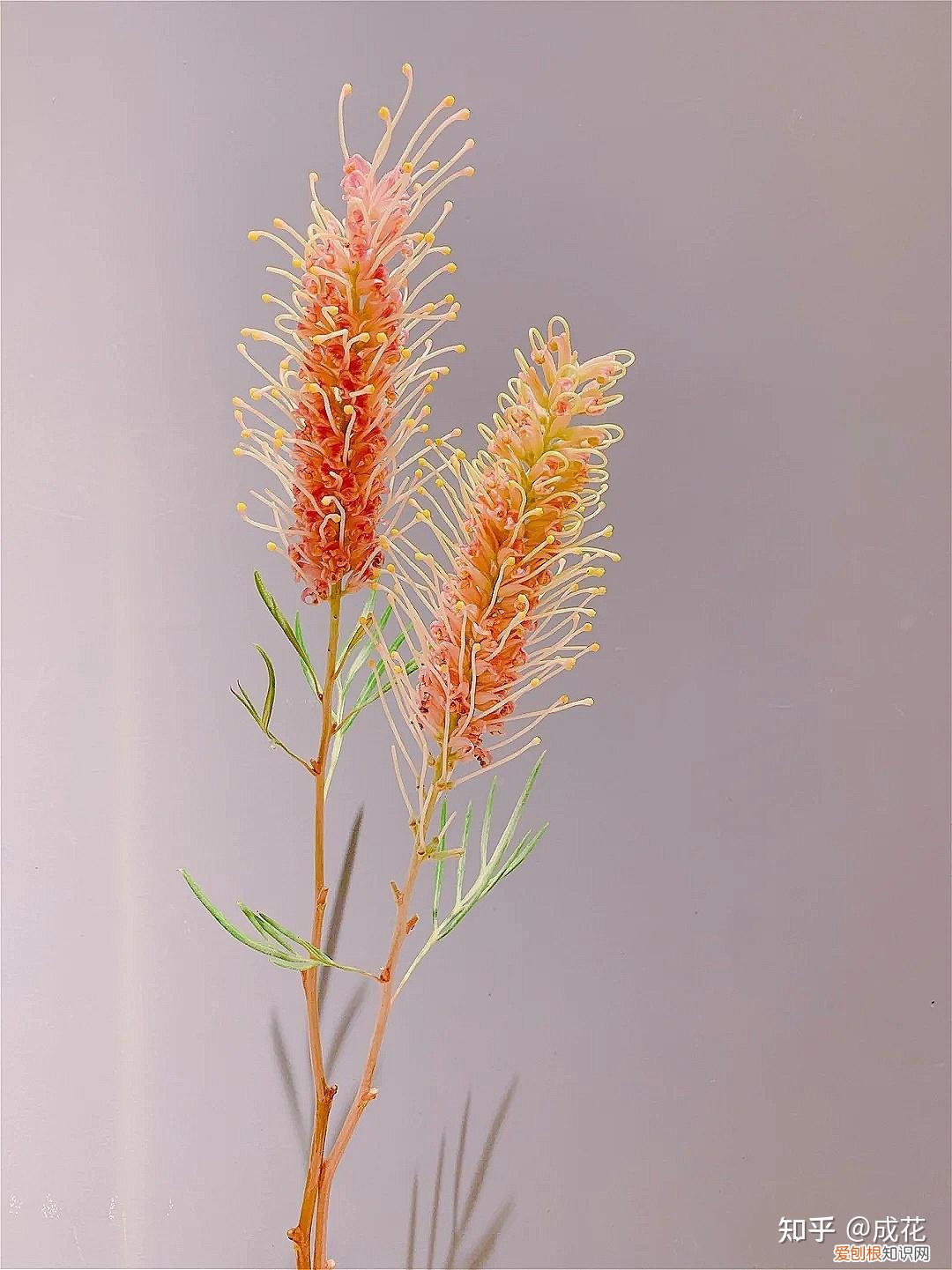 花卉养护管理方法有哪些，花艺师必学的花材养护篇！