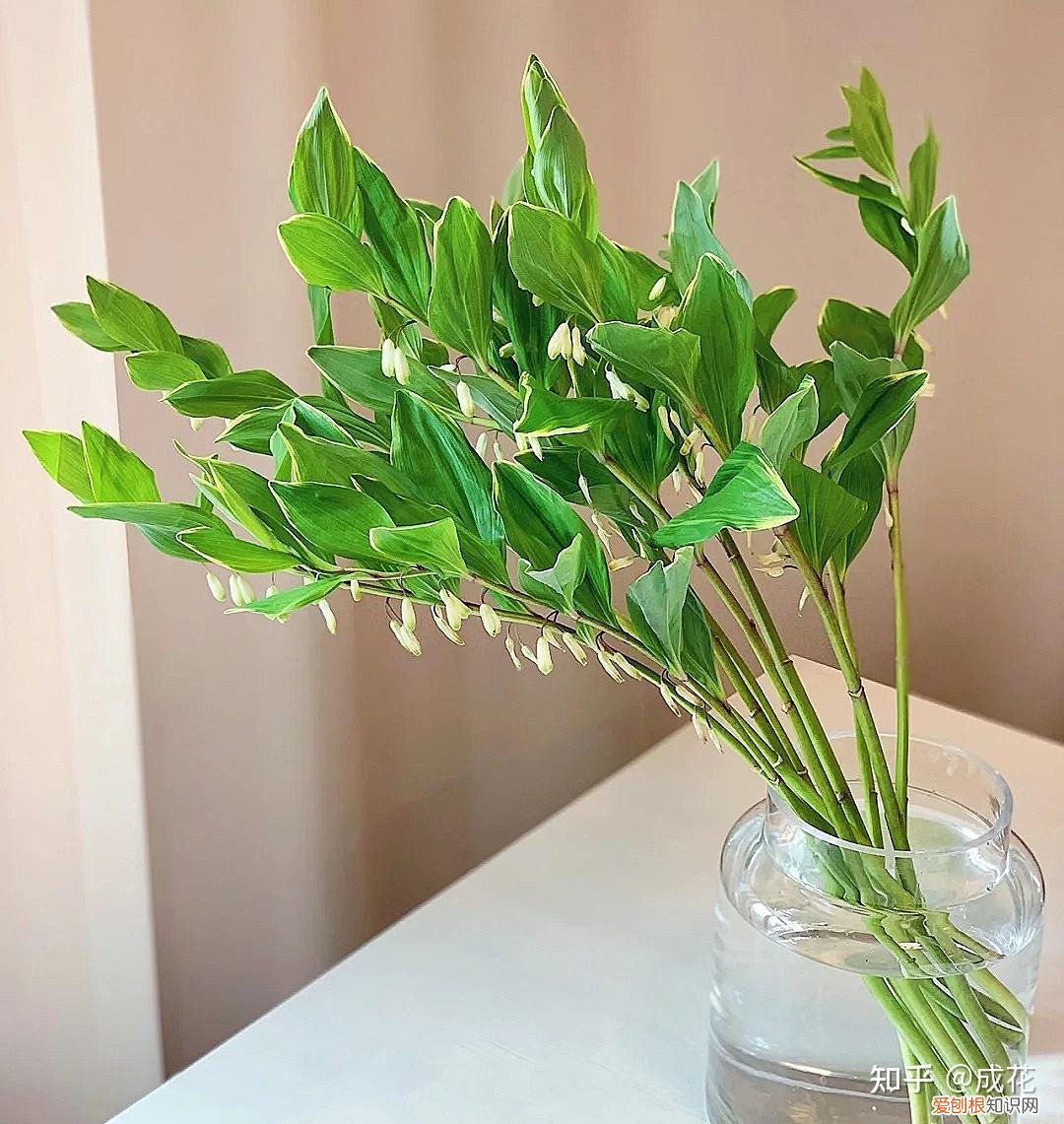 花卉养护管理方法有哪些，花艺师必学的花材养护篇！