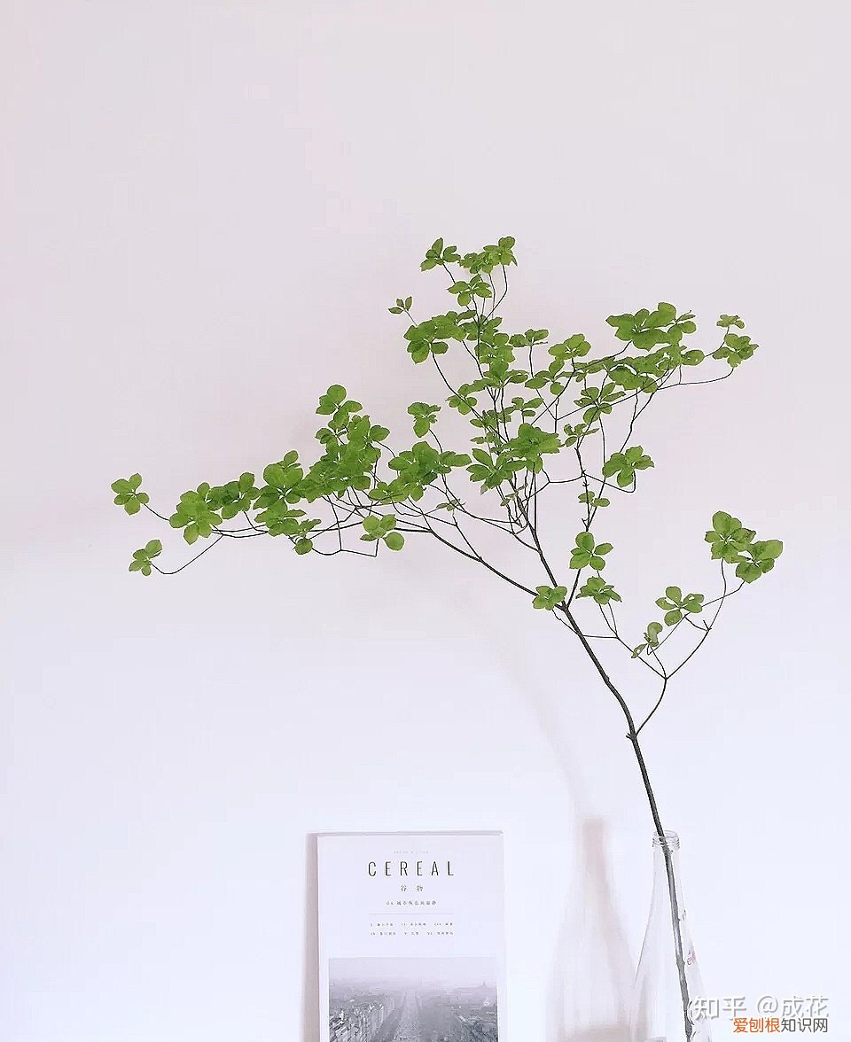 花卉养护管理方法有哪些，花艺师必学的花材养护篇！