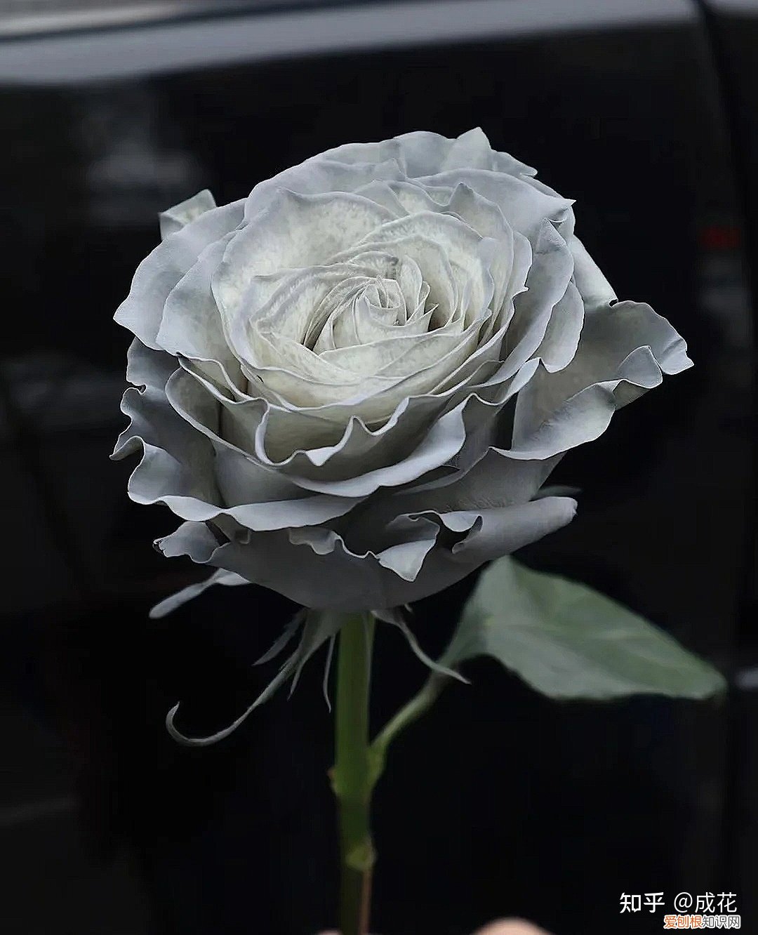 花卉养护管理方法有哪些，花艺师必学的花材养护篇！