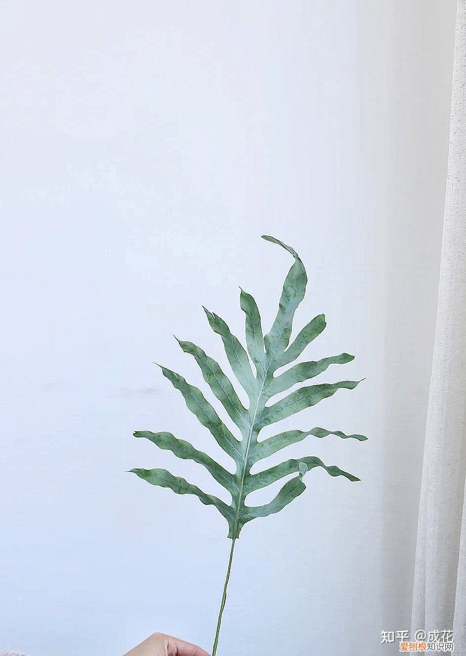 花卉养护管理方法有哪些，花艺师必学的花材养护篇！