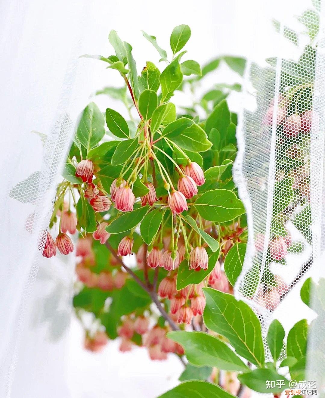 花卉养护管理方法有哪些，花艺师必学的花材养护篇！