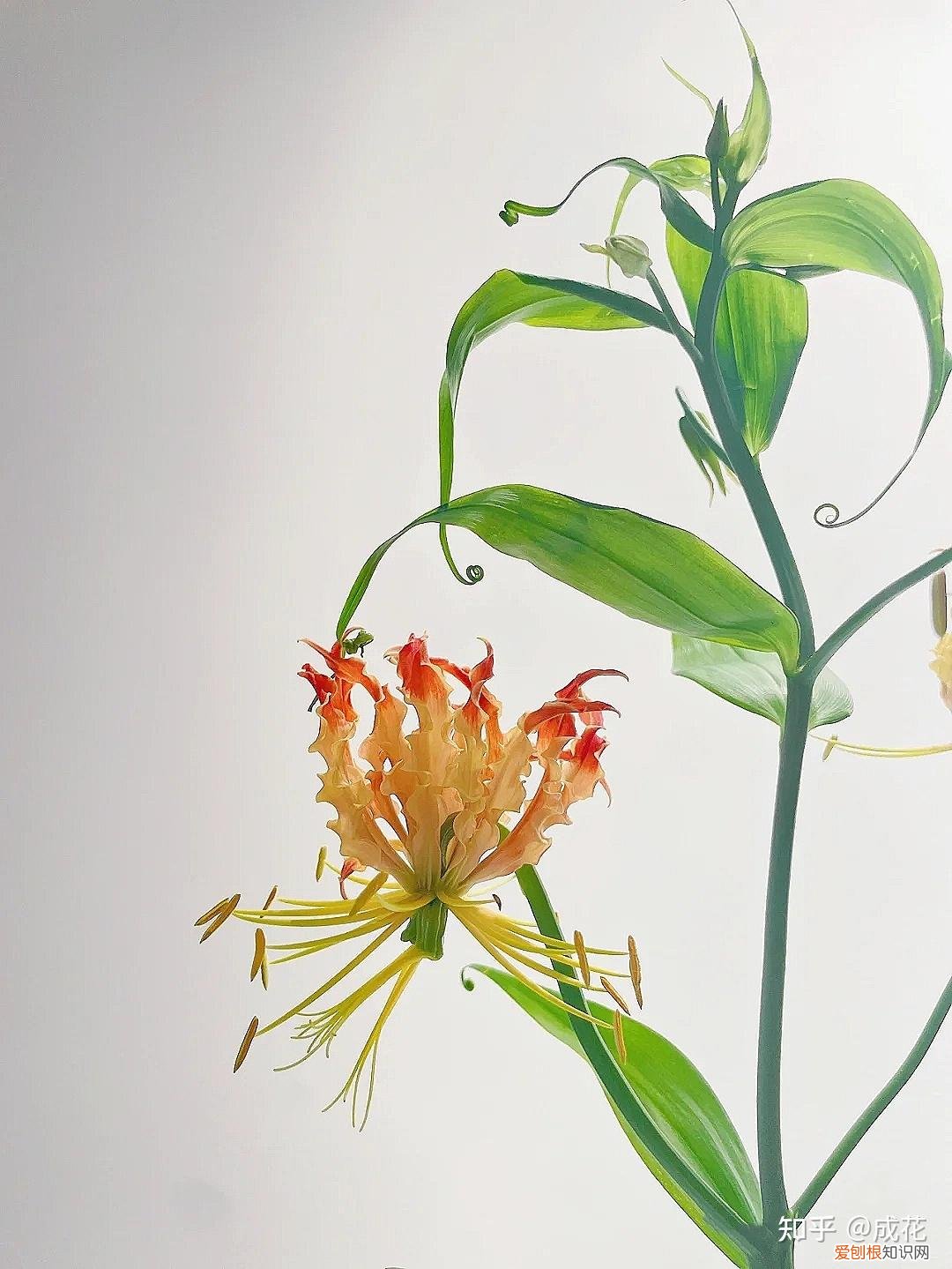 花卉养护管理方法有哪些，花艺师必学的花材养护篇！