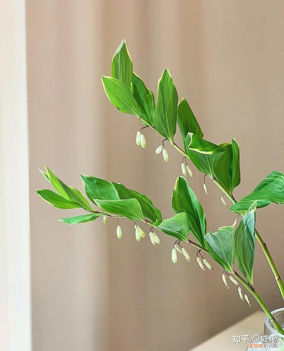 花卉养护管理方法有哪些，花艺师必学的花材养护篇！
