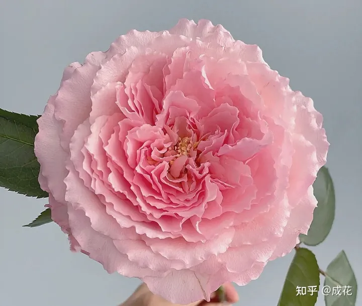 花卉养护管理方法有哪些，花艺师必学的花材养护篇！