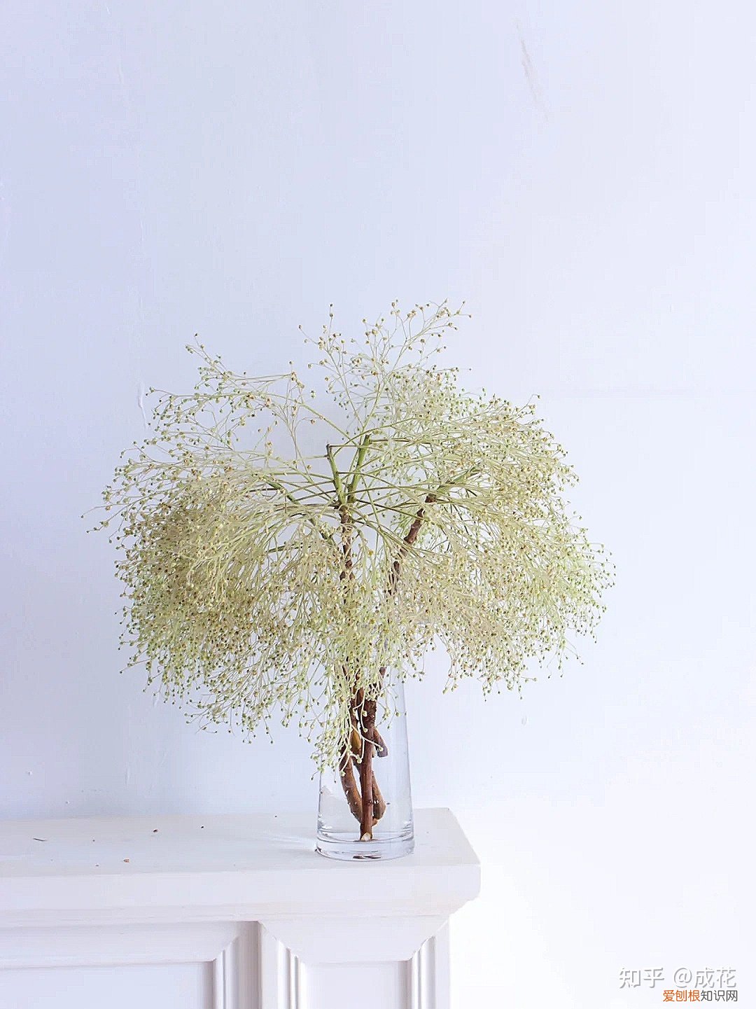 花卉养护管理方法有哪些，花艺师必学的花材养护篇！