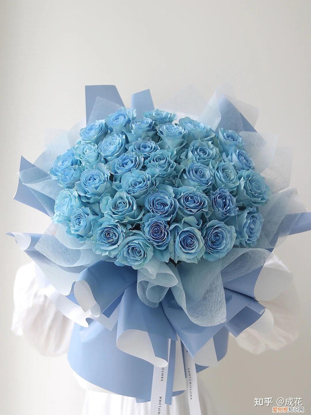 花卉养护管理方法有哪些，花艺师必学的花材养护篇！