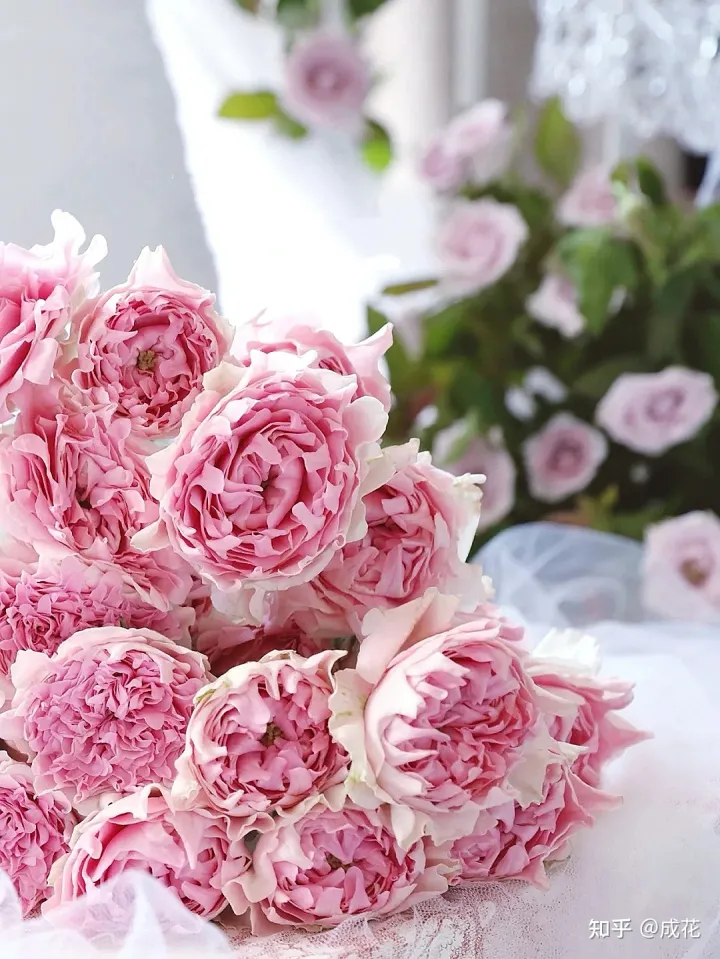 花卉养护管理方法有哪些，花艺师必学的花材养护篇！