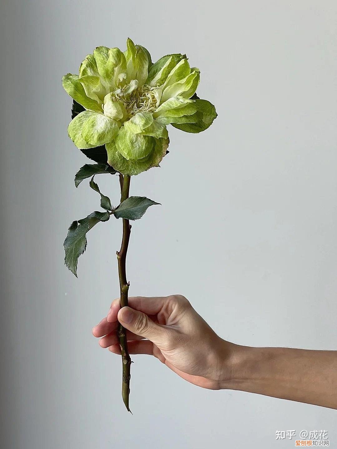 花卉养护管理方法有哪些，花艺师必学的花材养护篇！
