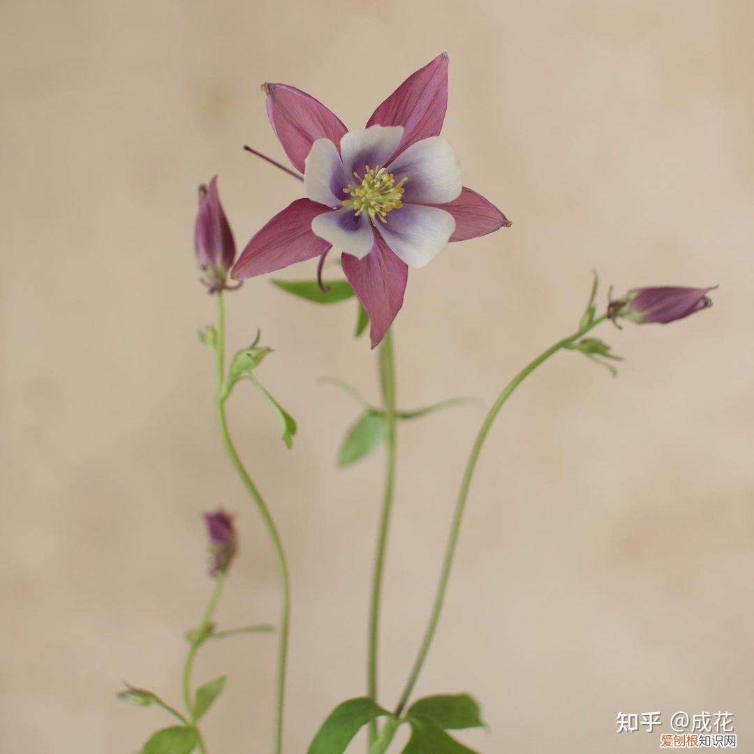 花卉养护管理方法有哪些，花艺师必学的花材养护篇！