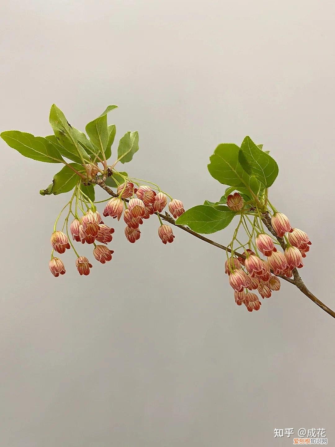 花卉养护管理方法有哪些，花艺师必学的花材养护篇！