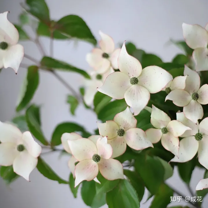 花卉养护管理方法有哪些，花艺师必学的花材养护篇！