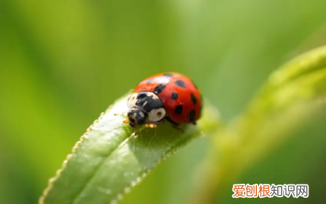 七星瓢虫是昆虫，蝙蝠是飞行动物还是爬行动物
