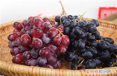 宠物常识大百科手抄报，宠主们应该知道的宠物常识