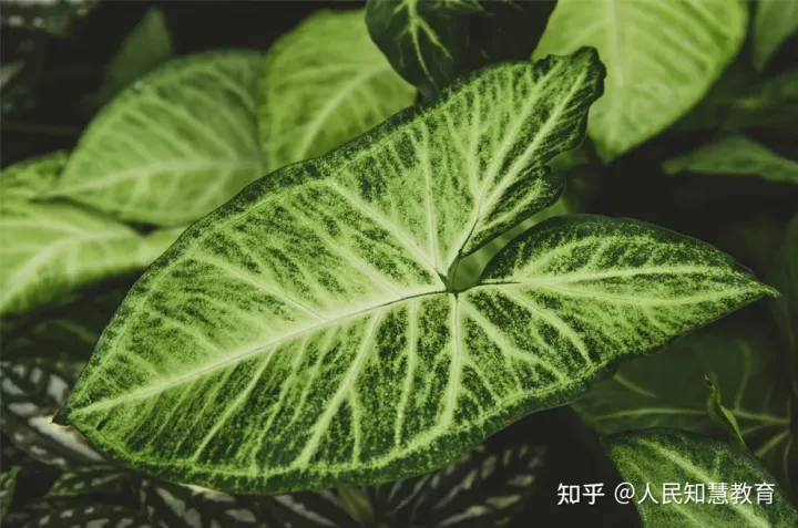室内植物有哪些好养可爱，做个又有趣又爱学习的人吧！盘点那些可可爱爱又好养的绿植！
