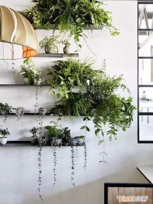 室内花卉植物大全，室内植物养护大全，养花10年总结出来的宝贵经验！