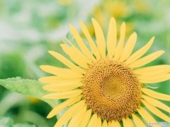 养花的小技巧有哪些，养花必备知识点，在家轻轻松松养，养的花好旺盛