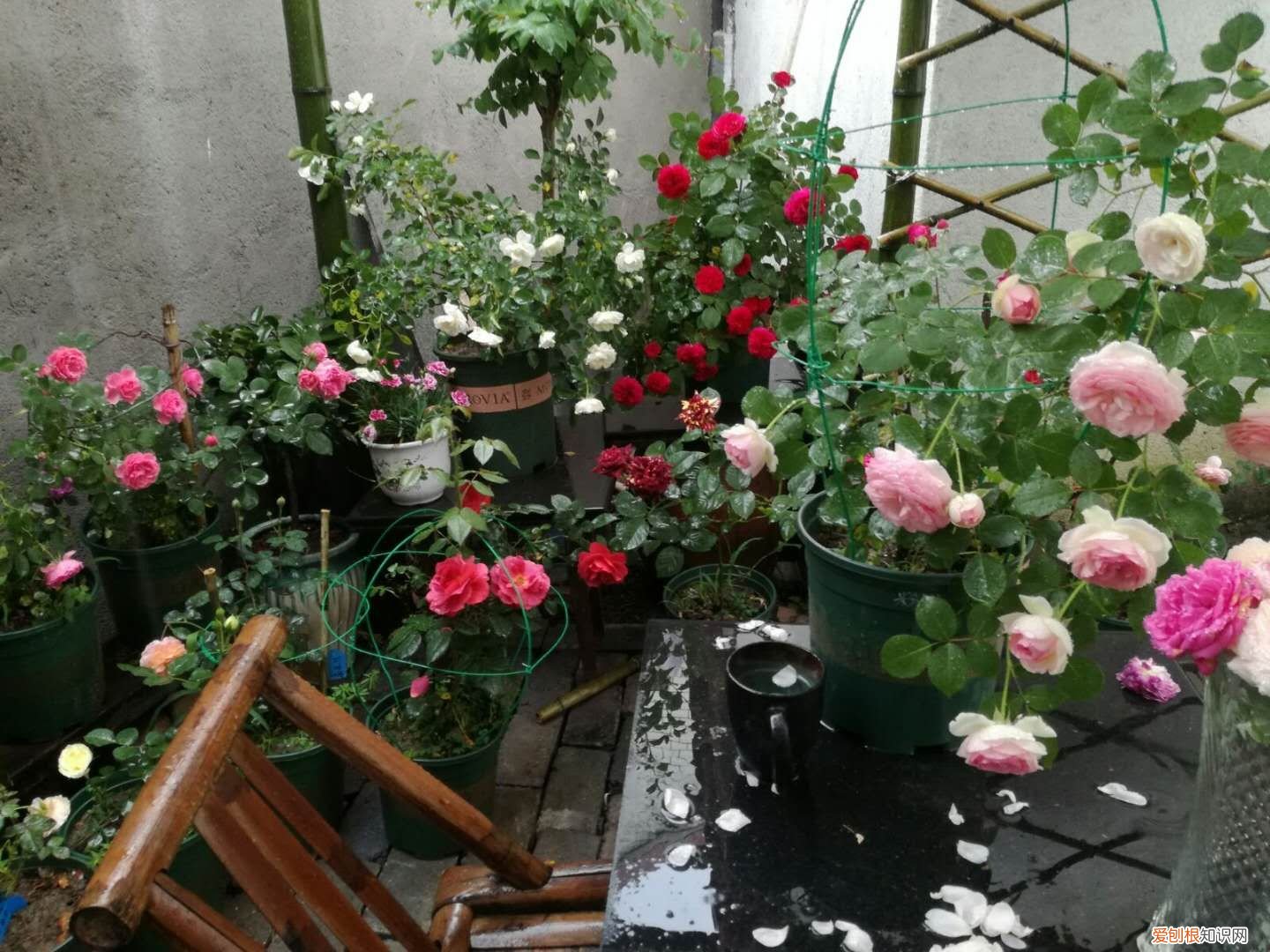 养花入坑,什么感觉，新手养花，注意5点问题，了解这些再买花，防止养一盆烂一盆