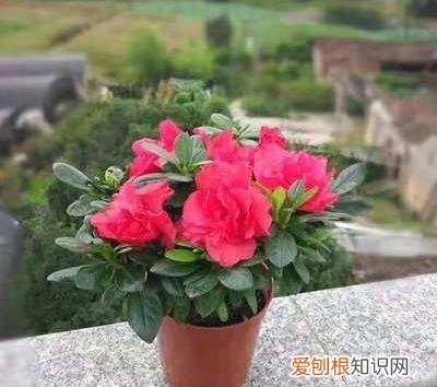 养花入坑,什么感觉，新手养花，注意5点问题，了解这些再买花，防止养一盆烂一盆