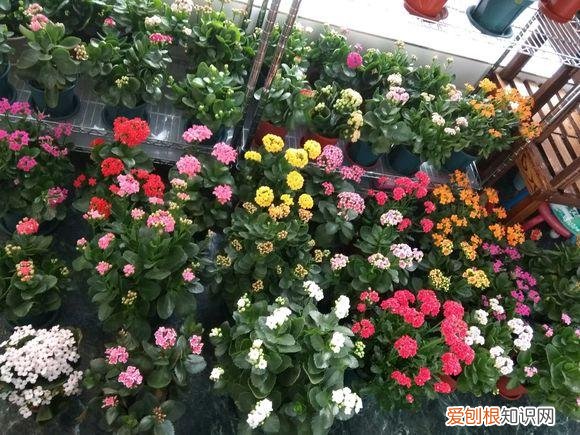 养花入坑,什么感觉，新手养花，注意5点问题，了解这些再买花，防止养一盆烂一盆