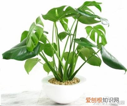 养花有哪些技巧，这些养花技巧，养花的人都应该知道？