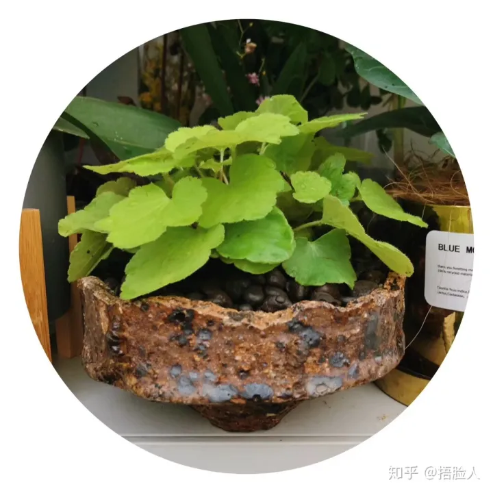 有什么简单的种花技巧吗图片，有什么简单的种花技巧吗？