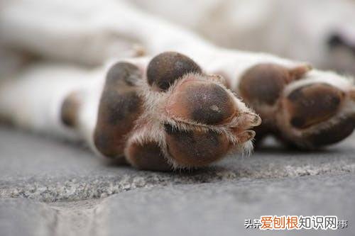 喵星人冷知识，宠物的8个冷知识，铲屎官知道后吓一跳！