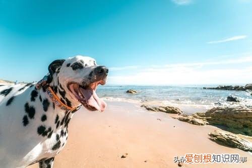 喵星人冷知识，宠物的8个冷知识，铲屎官知道后吓一跳！