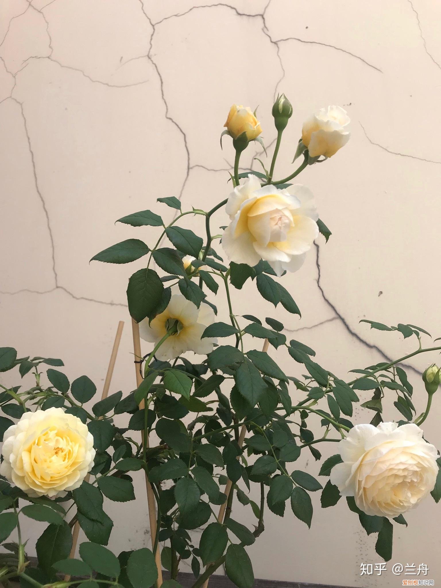 新手养什么花容易活，新手想养花有什么推荐的花以及注意事项？