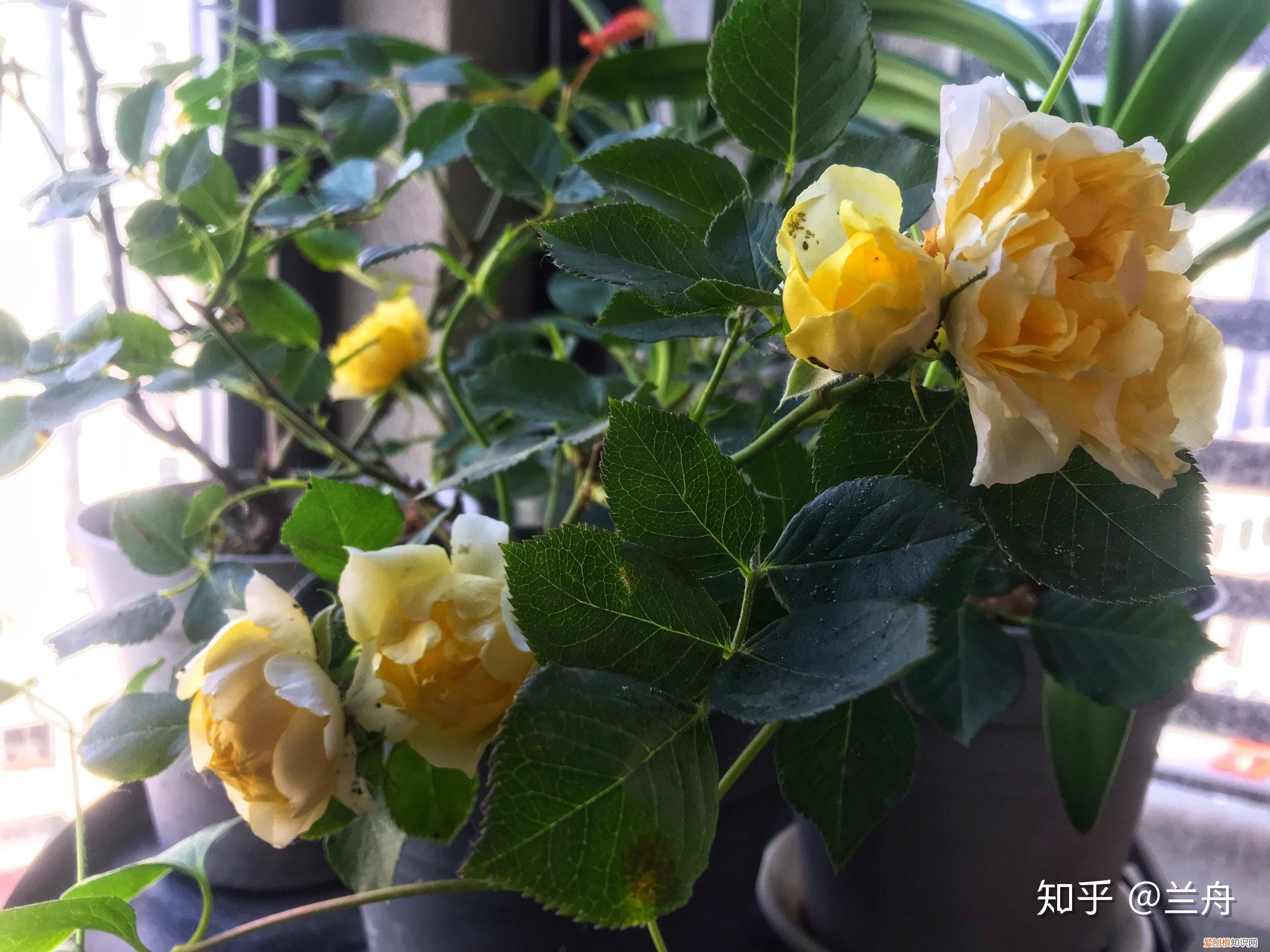 新手养什么花容易活，新手想养花有什么推荐的花以及注意事项？