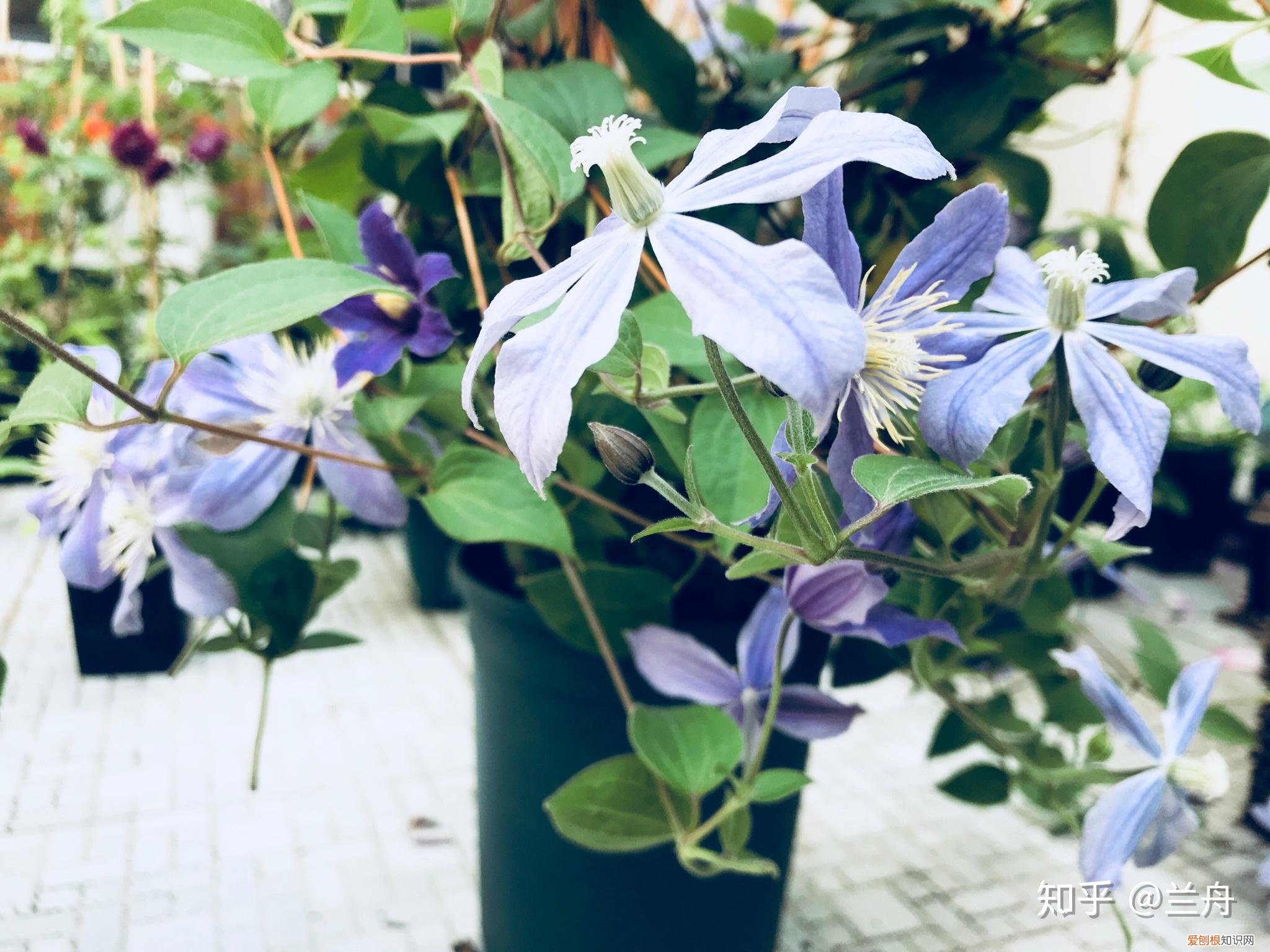 新手养什么花容易活，新手想养花有什么推荐的花以及注意事项？