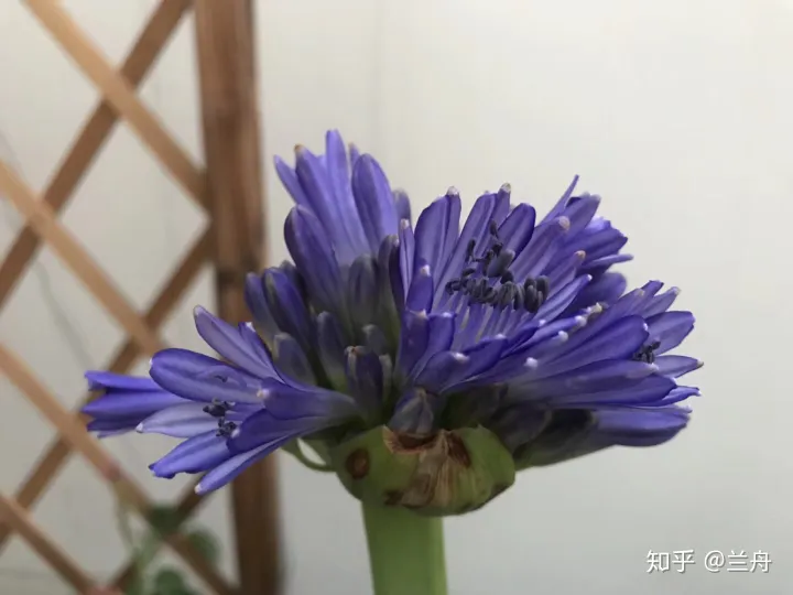 新手养什么花容易活，新手想养花有什么推荐的花以及注意事项？
