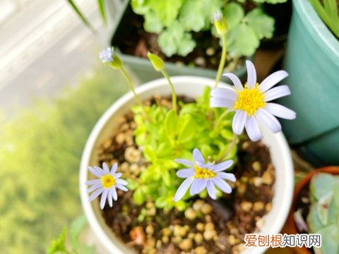 新手养什么花容易活，新手想养花有什么推荐的花以及注意事项？