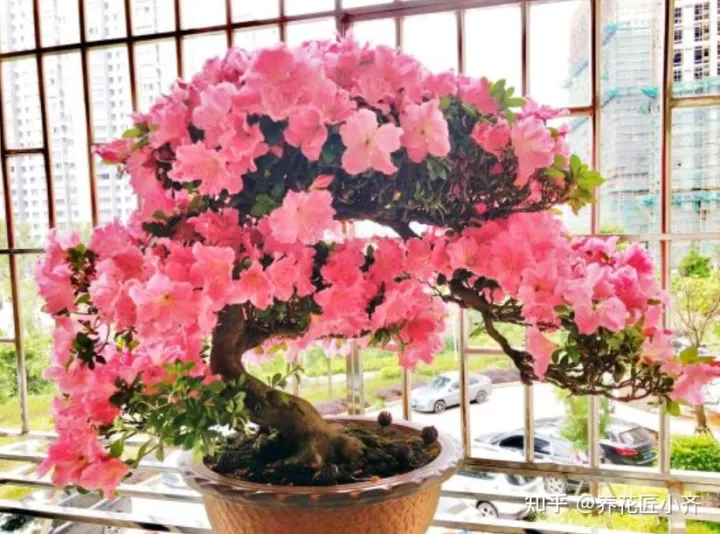 养花有技巧吗，家庭养花并不难，“技巧”掌握是关键，真正了解做好的，没有几个