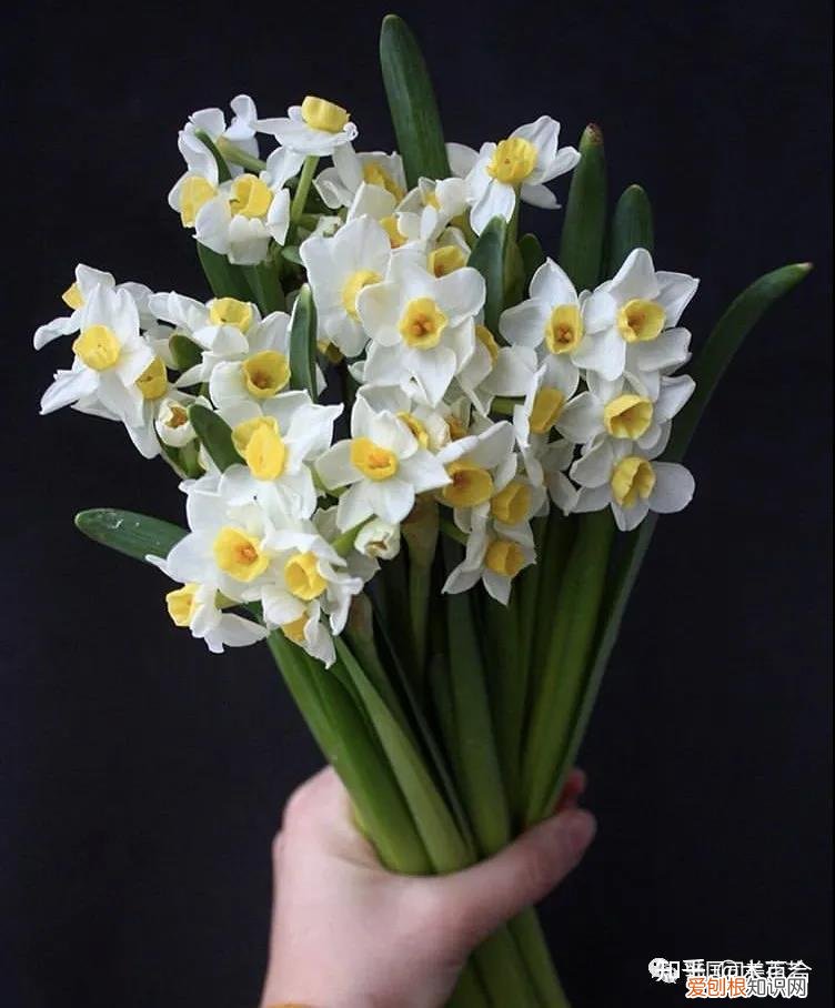 花材的养护，常用花材养护攻略，花艺师必看！