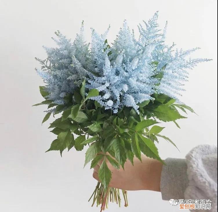 花材的养护，常用花材养护攻略，花艺师必看！