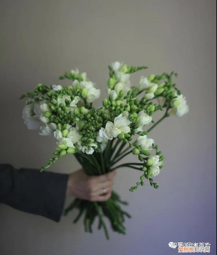 花材的养护，常用花材养护攻略，花艺师必看！
