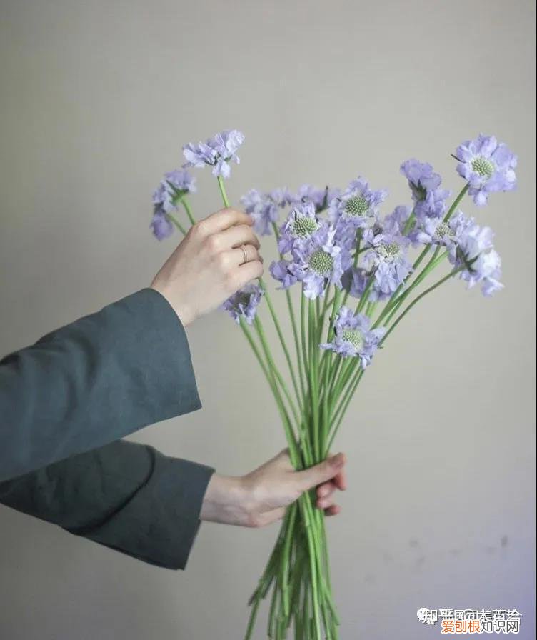花材的养护，常用花材养护攻略，花艺师必看！