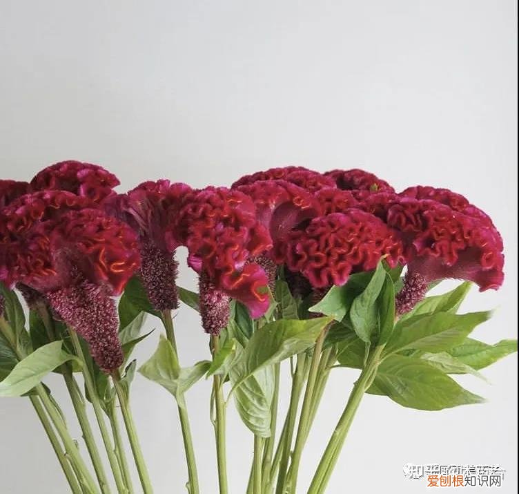 花材的养护，常用花材养护攻略，花艺师必看！